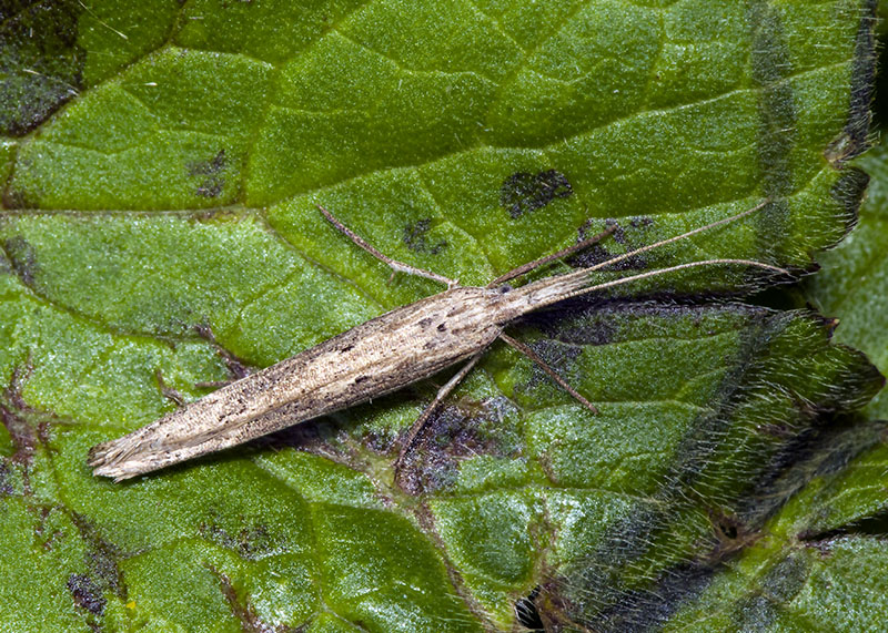 Ypsolopha mucronella - Ypsolophidae